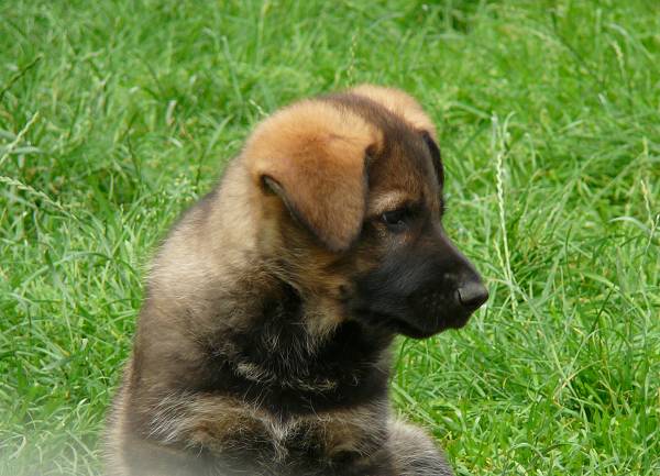 Anton