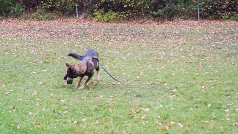 Klicken fr Bild in voller Grsse