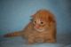Dateiname : Rudi.JPG
Dateigrösse : 39kB
Abmessungen : 800x532
hinzugefügt am : 31.Januar 2012 Rudi.JPG