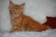 Dateiname : Rudi4.JPG
Dateigrösse : 47kB
Abmessungen : 800x532
hinzugefügt am : 31.Januar 2012 Rudi4.JPG