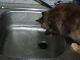 Dateiname : Schweineangeln2.JPG
Dateigrösse : 217kB
Abmessungen : 800x600
hinzugefügt am : 06.Februar 2012 Schweineangeln2.JPG